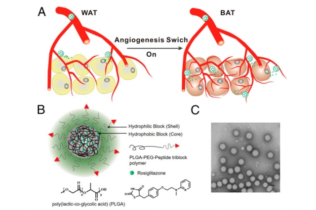 Obesity Nanoparticle