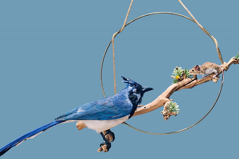 taxidermied magpie faces off with taxidermied mouse on branch