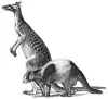 An artistâs reconstruction of the extinct kangaroos Protemnodon anak (upper) and Protemnodon tumbuna (lower). Despite being closely related, the two were quite different animals in terms of their habitat and their method of hopping.CREDIT: Peter Schouten (year unknown).